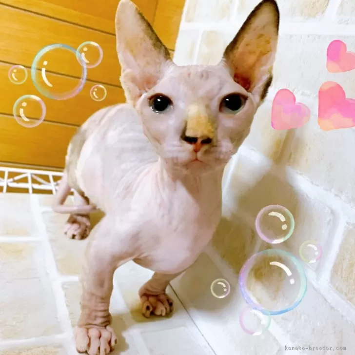 ID：2406-00384の子猫