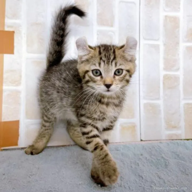 ID：2211-00247の子猫
