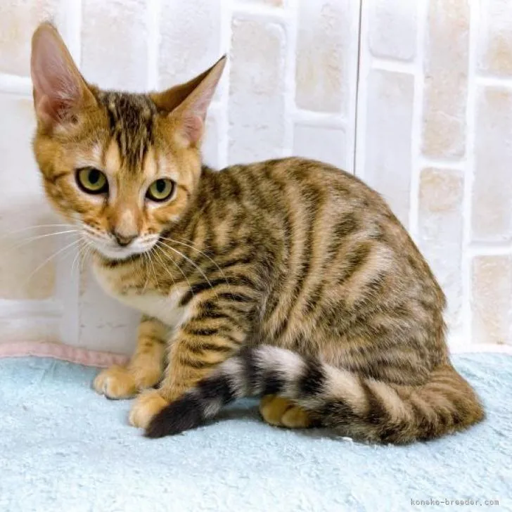 ID:2210-01099の子猫