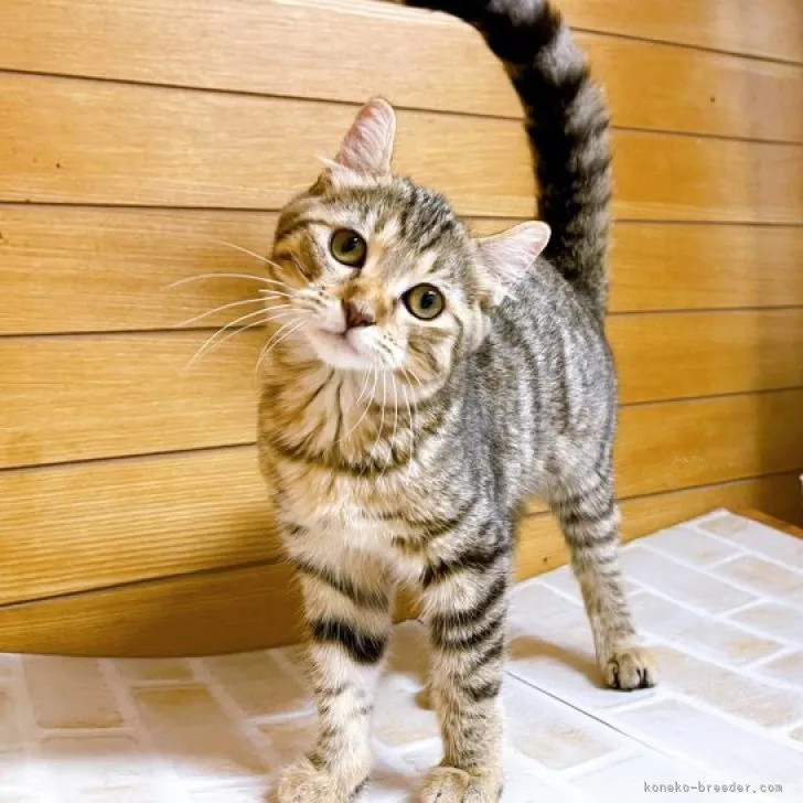 ID：2306-00909の子猫