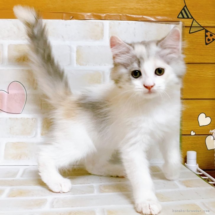 猫ヘリ cat_img_1_790b920e05f5.jpg