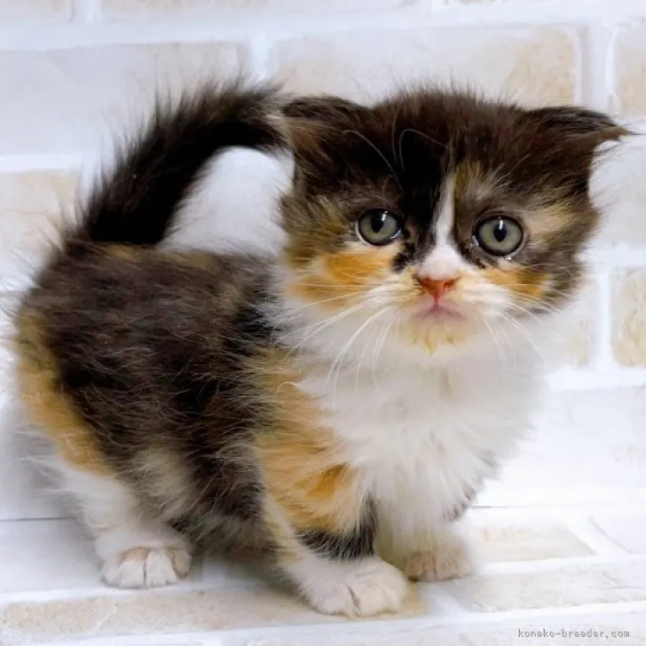 ID:2310-00317の子猫