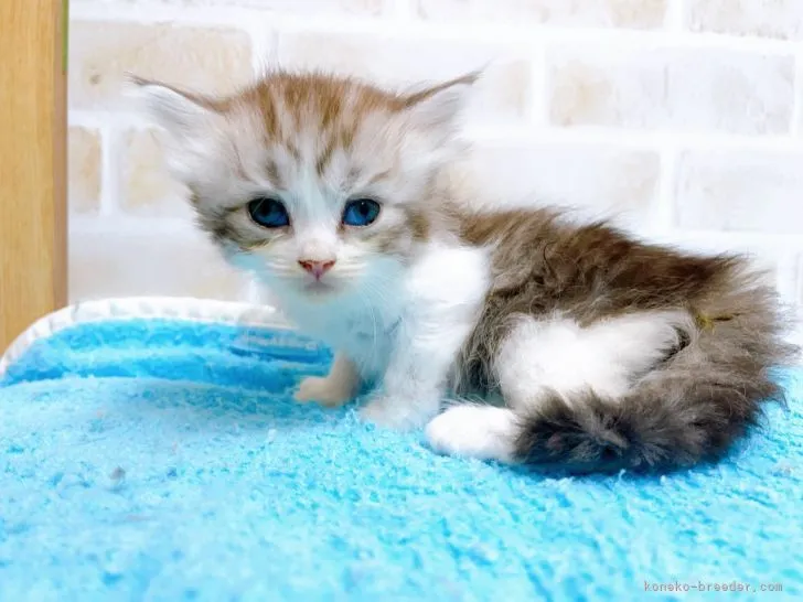 ID：2205-02740の子猫