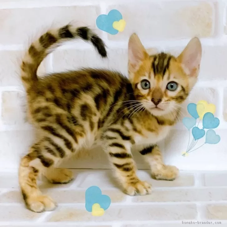 ID：2405-00988の子猫