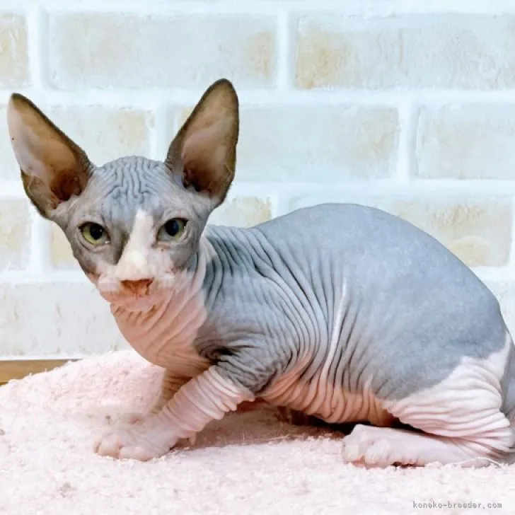 ID:2306-02565の子猫