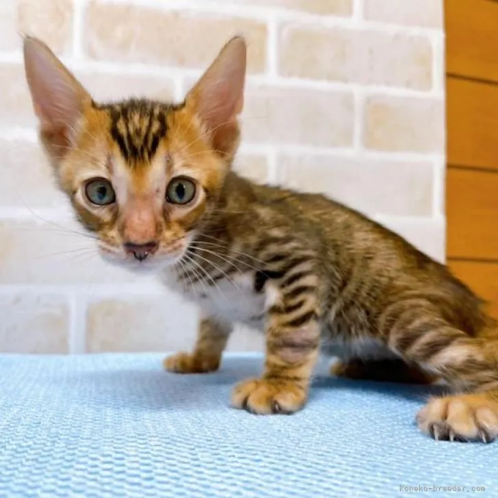 ID：2206-01842の子猫