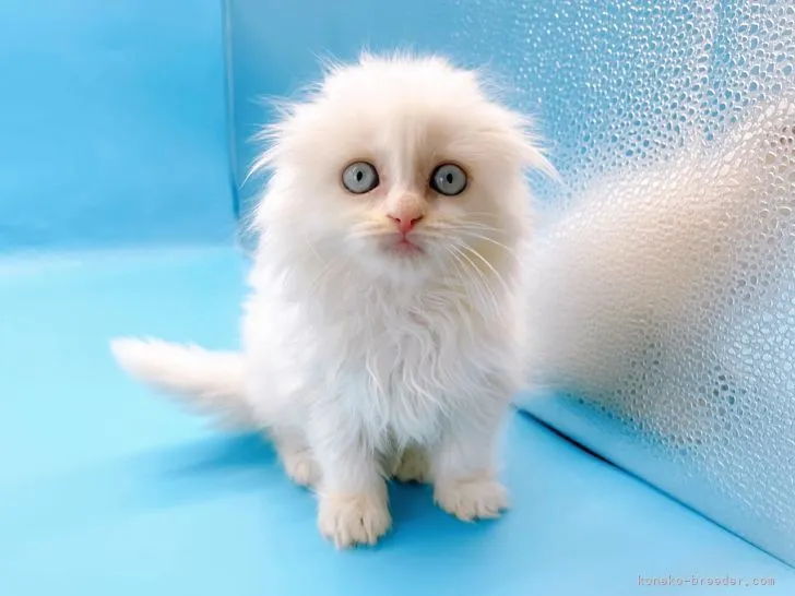 ID：2205-01095の子猫