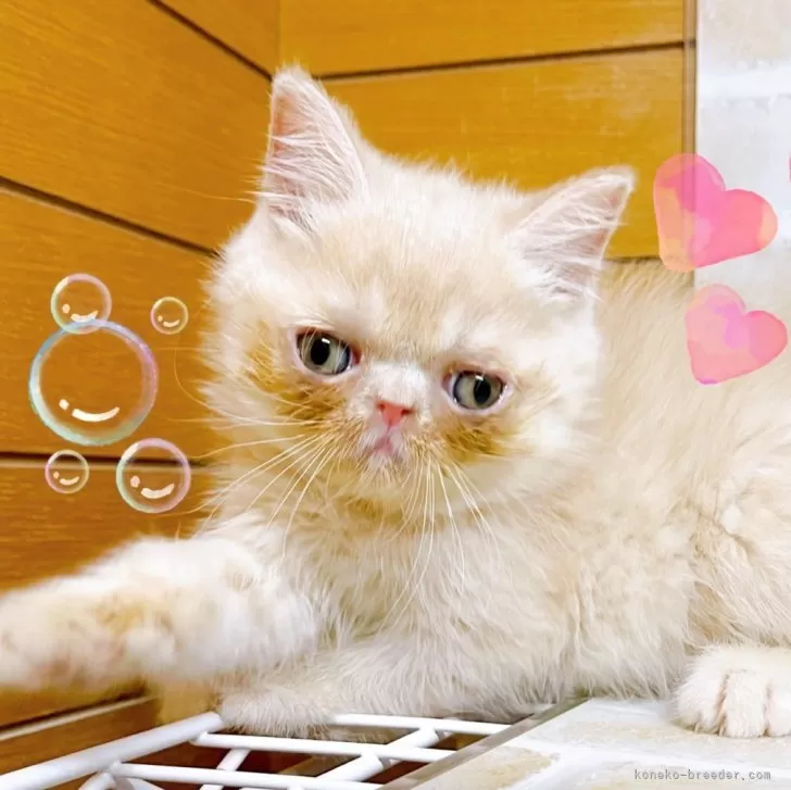 ID：2405-01741の子猫