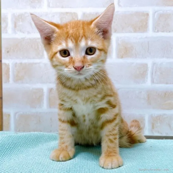じゅり 様のお迎えした子猫
