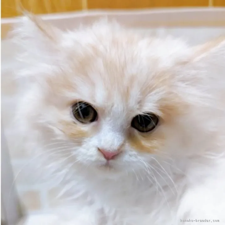 ID：2312-00902の子猫