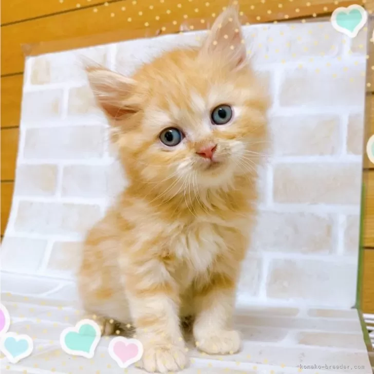 アメリカンショートヘア【東京都・女の子・2024年5月12日・レッドタビー】の写真1