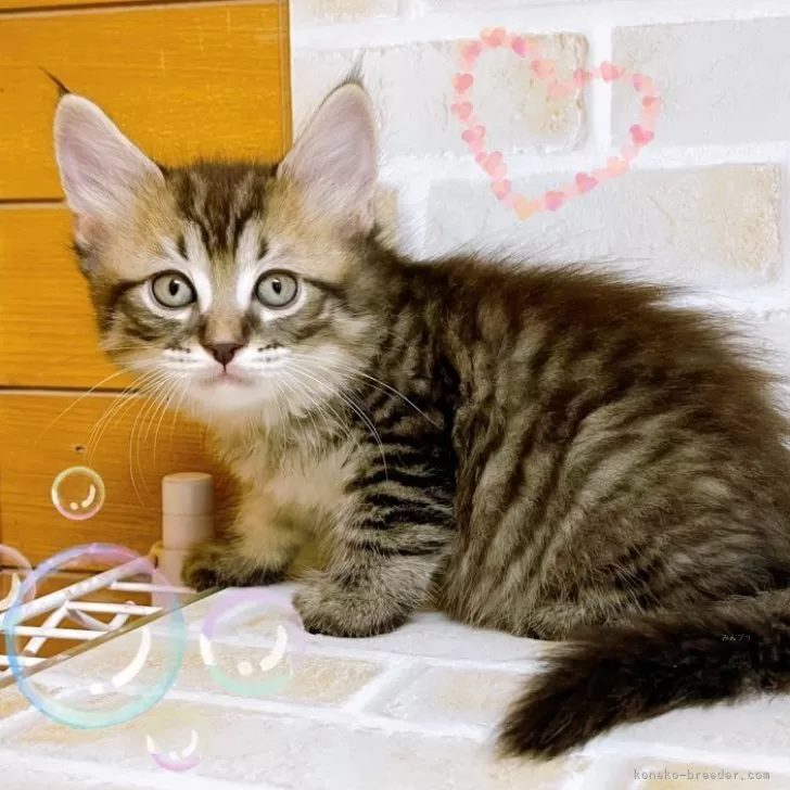 ID：2404-02369の子猫
