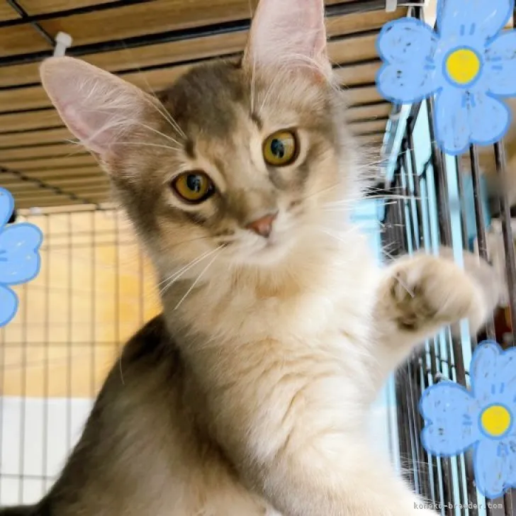 ID：2306-00646の子猫