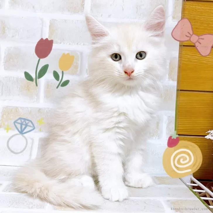 ID：2411-00778の子猫