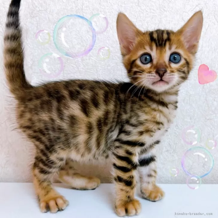 ID：2409-02281の子猫