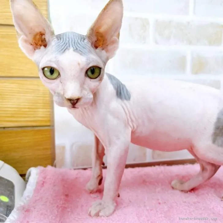 ID：2206-01841の子猫