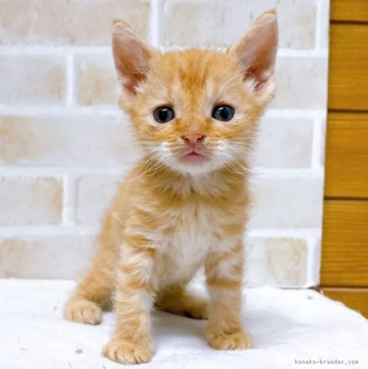 ID：2304-00529の子猫