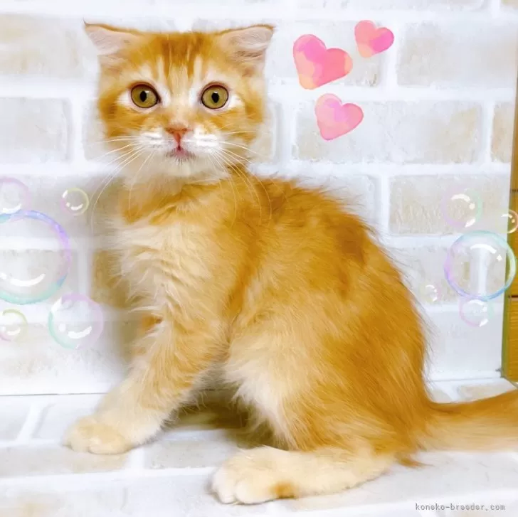 ID:2402-00561の子猫