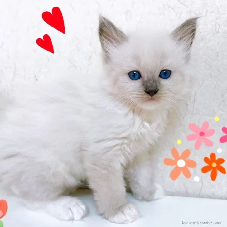 ID：2409-02235の子猫