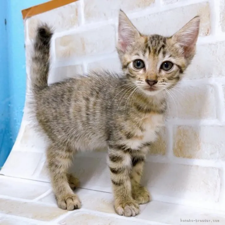 ID：2310-01771の子猫