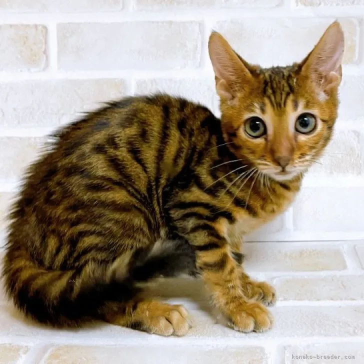 ID：2311-00137の子猫