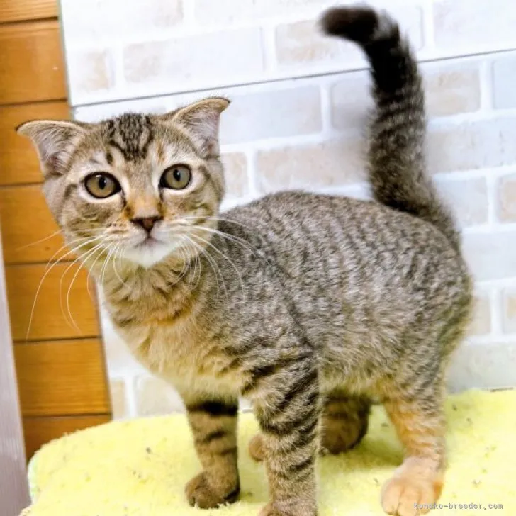 ID：2303-02946の子猫