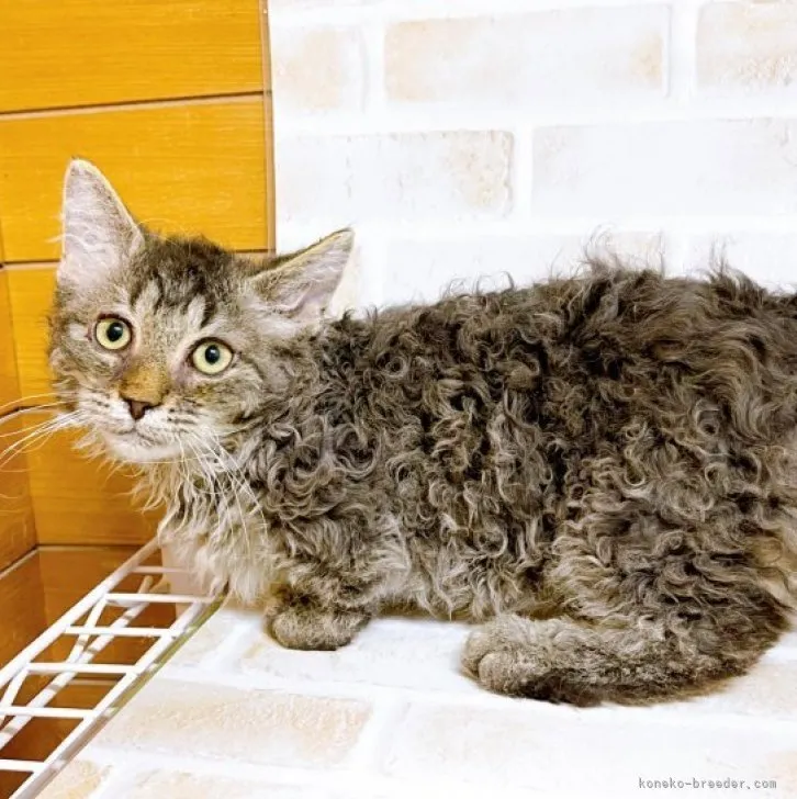 ID：2311-00148の子猫