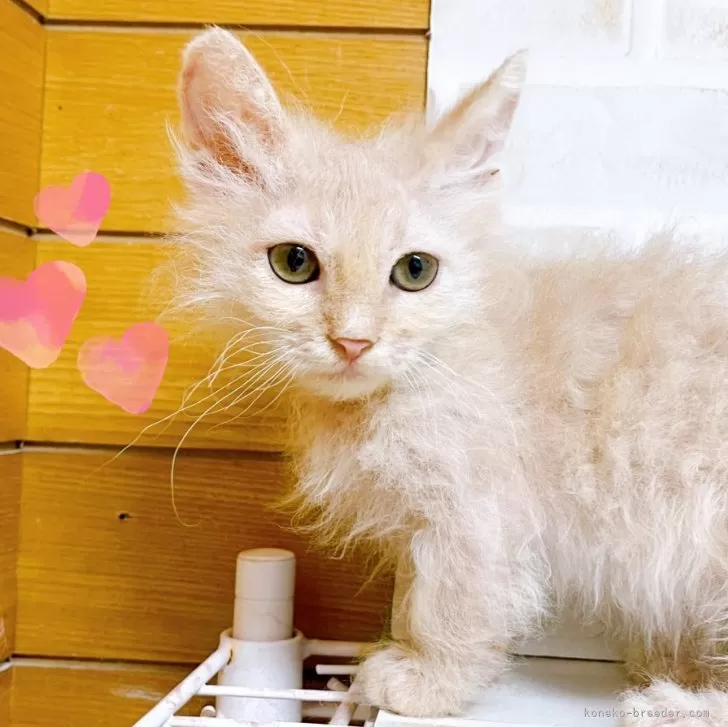 ID:2405-01609の子猫