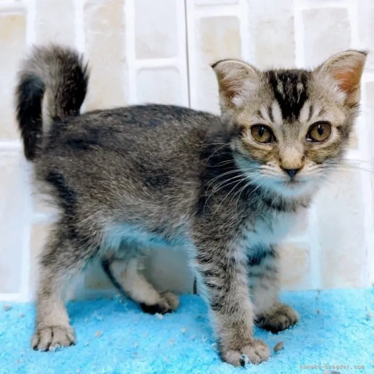 ID:2308-03301の子猫