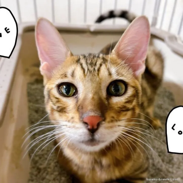 ID:2306-02563の子猫