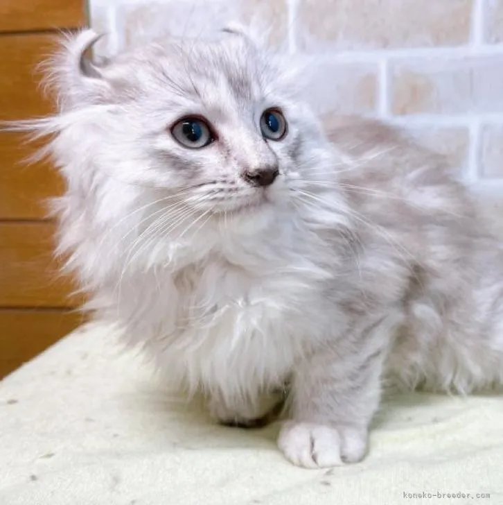 ID:2212-01775の子猫