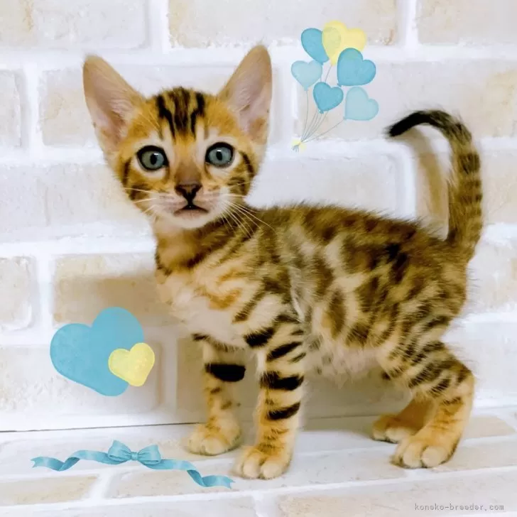 ID：2405-00991の子猫