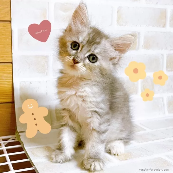 ID：2411-00777の子猫