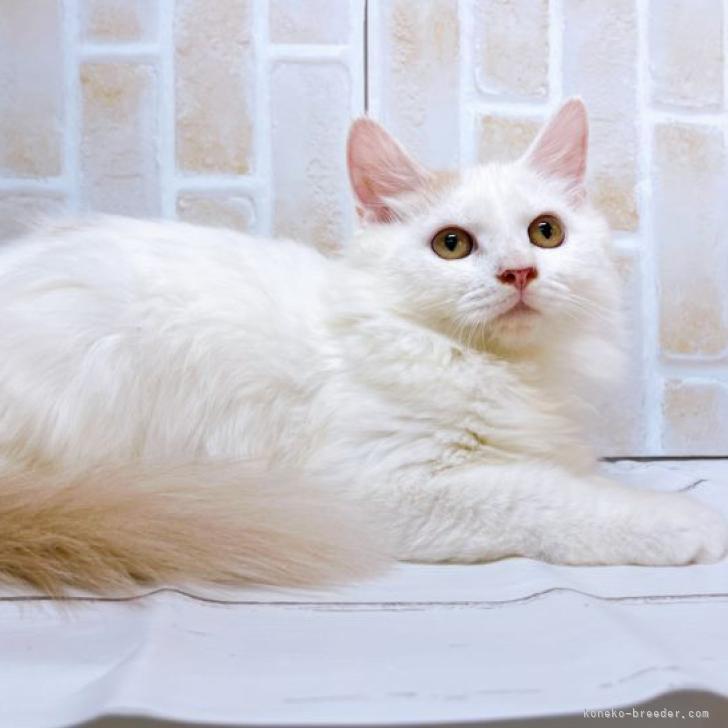 K.K 様のお迎えした子猫