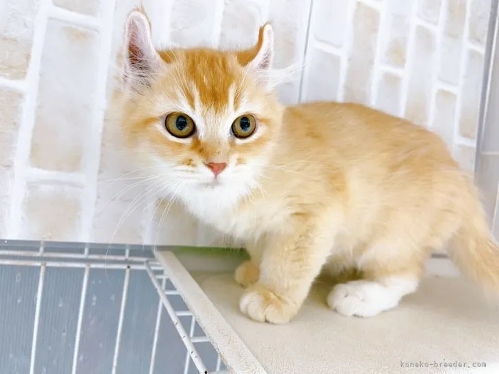 ID：2112-01794の子猫
