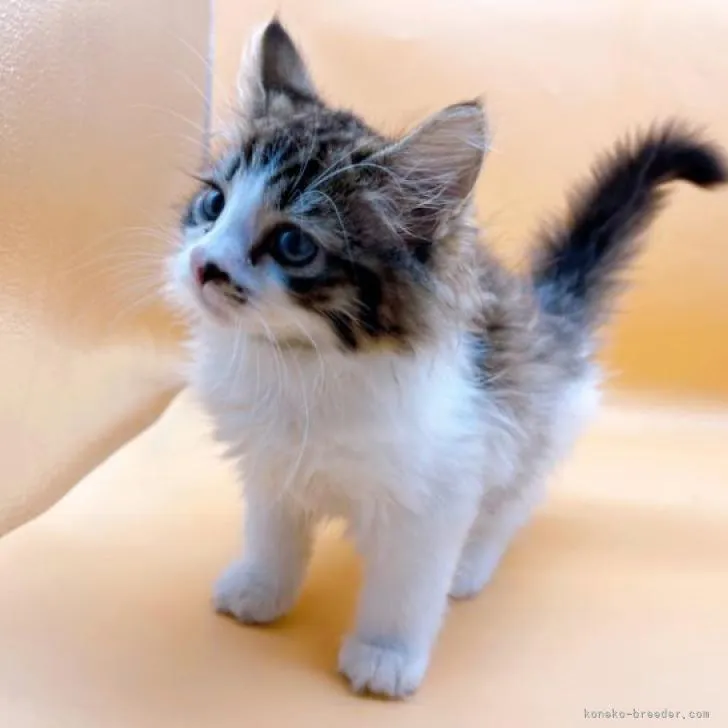 ID:2207-00538の子猫