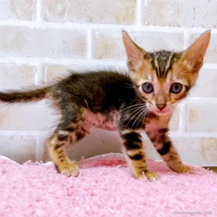 ID：2206-02510の子猫