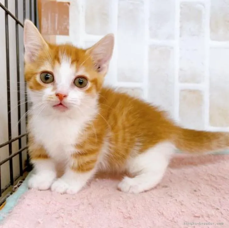 ID：2211-00239の子猫