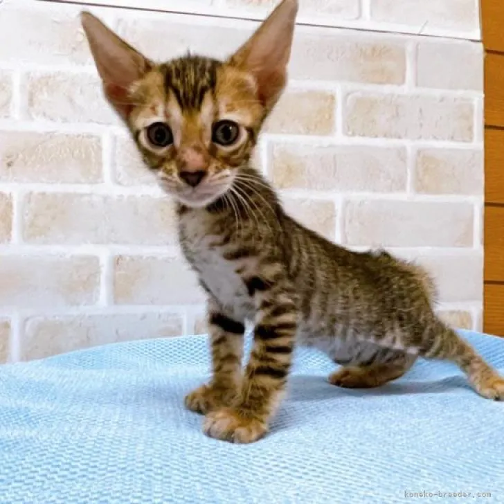 ID:2206-01849の子猫