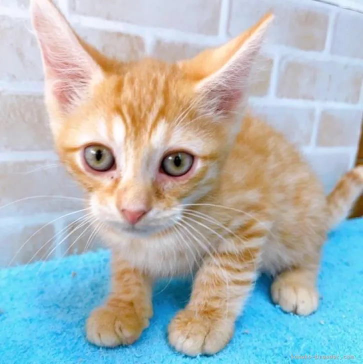 ID：2209-02033の子猫