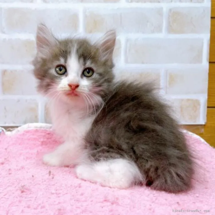 ID:2207-00682の子猫