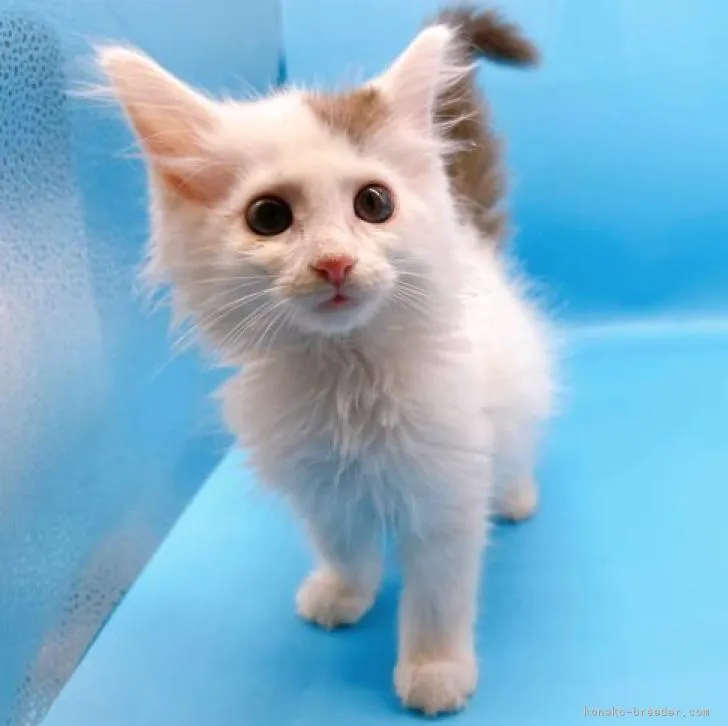 ID：2211-02205の子猫