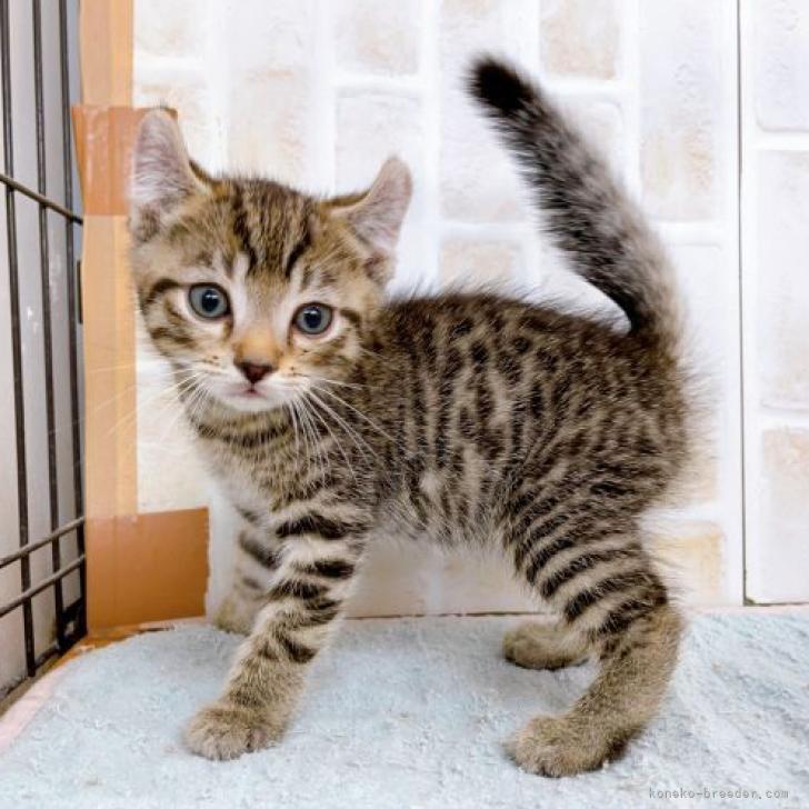 ティグレット 東京都 男の子 22年9月11日 ブラウンマッカレルタビー ブラウンマッカレルタビー のティグレット男の子 みんなの子猫ブリーダー 子猫id 2211 ティグレット 東京都 男の子 22年9月11日 ブラウンマッカレルタビー ブラウンマッカレルタビー のティグレット男の子 みんなの子猫ブリーダー 子猫id 2211