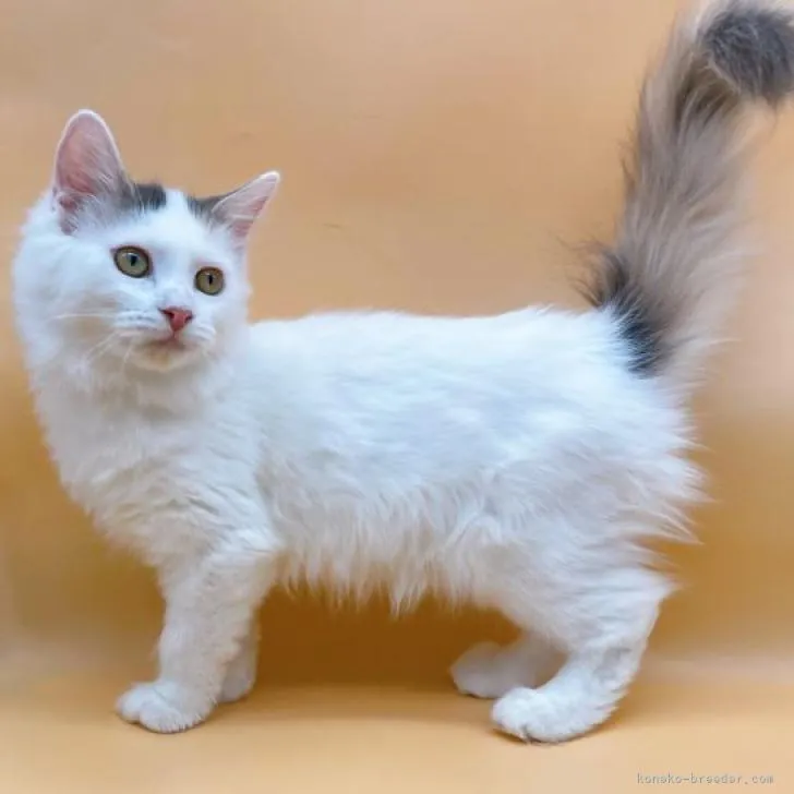 ID:2207-03016の子猫