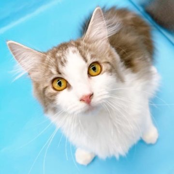 サイベリアン【東京都・女の子・2022年10月22日・ブルータビー&ホワイト】の写真「♡サイベリアンブルータビー＆ホワイトの女の子♡」