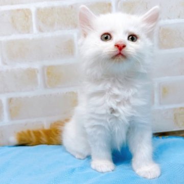 サイベリアン【東京都・男の子・2023年4月13日・レッド&ホワイト】の写真「♡♡サイベリアン　レッド＆ホワイトの男の子♡♡」