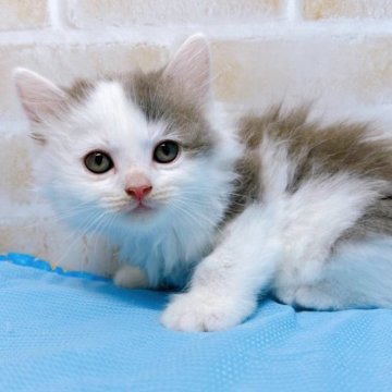 サイベリアン【東京都・男の子・2023年4月13日・ブルー&ホワイト】の写真「♡♡サイベリアン　ブルー＆ホワイトの男の子♡♡」