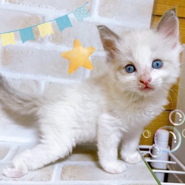 ラグドール【東京都・男の子・2024年2月23日・ブルーポイント】の写真「♡ラグドールブルーポイント男の子♡」