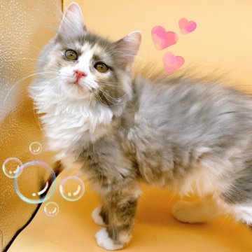 サイベリアン【東京都・女の子・2024年3月19日・ブルーパッチドタビー】の写真「♡サイベリアン　ブルーパッチドタビーの女の子♡♡」