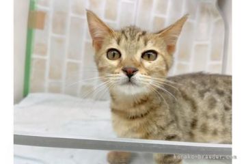 ジェネッタ【東京都・男の子・2021年8月29日・ブラウンスポテッドタビー】の写真「♡♡人懐っこい甘えん坊ジェネッタのちびちゃん♡♡」